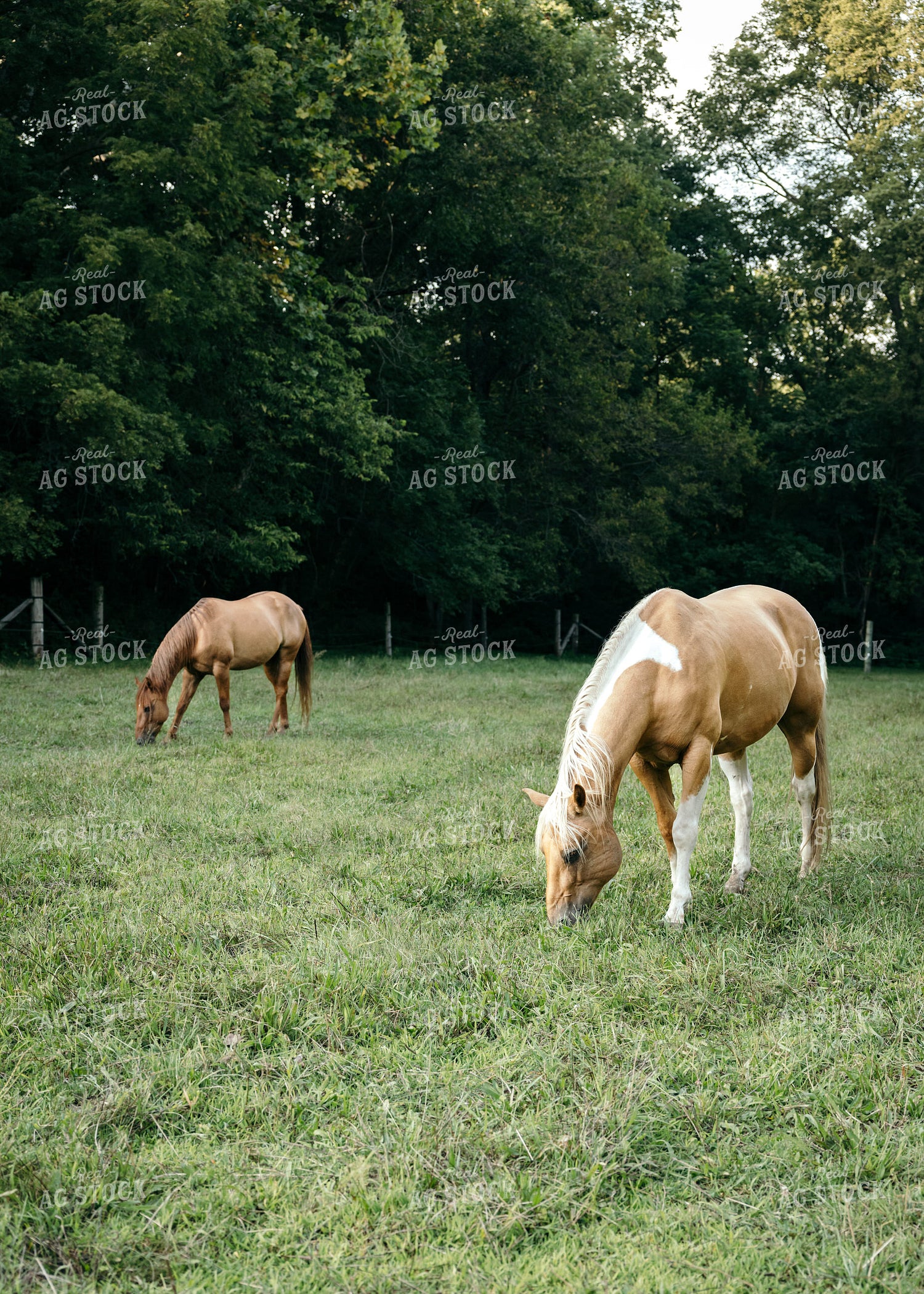 Horses 178075
