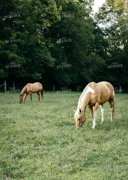 Horses 178075