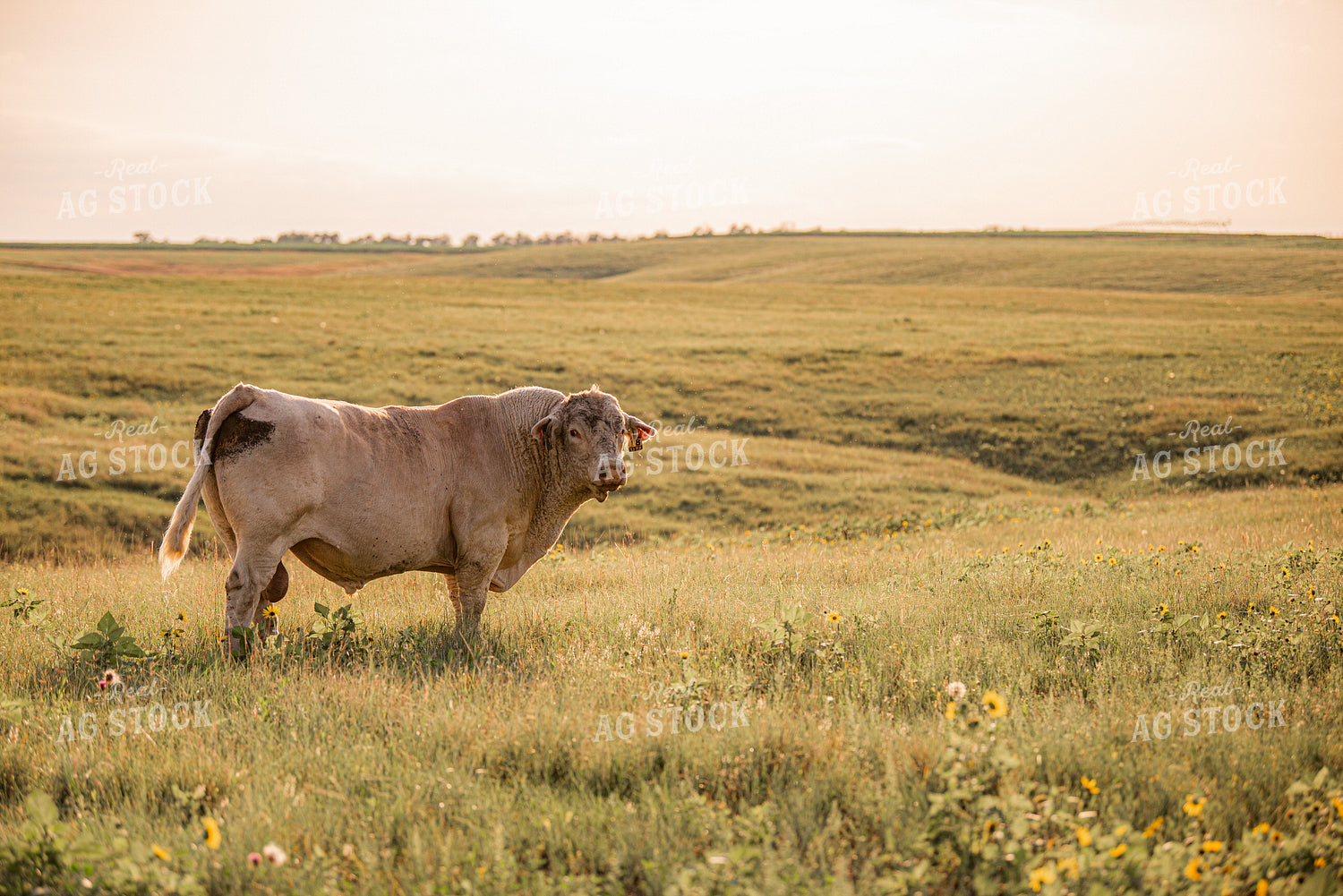 Charolais Bull 299177