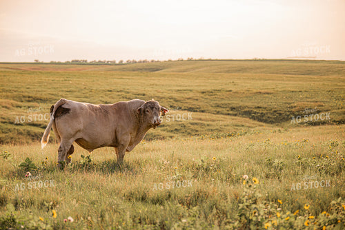 Charolais Bull 299177