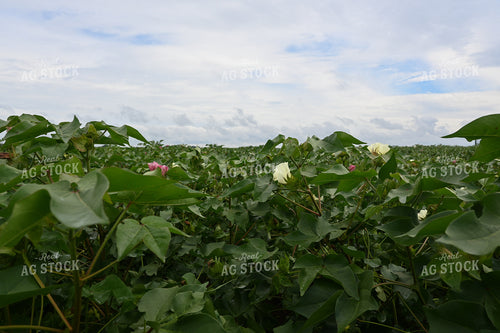 Blossuming Cottle Field 149016