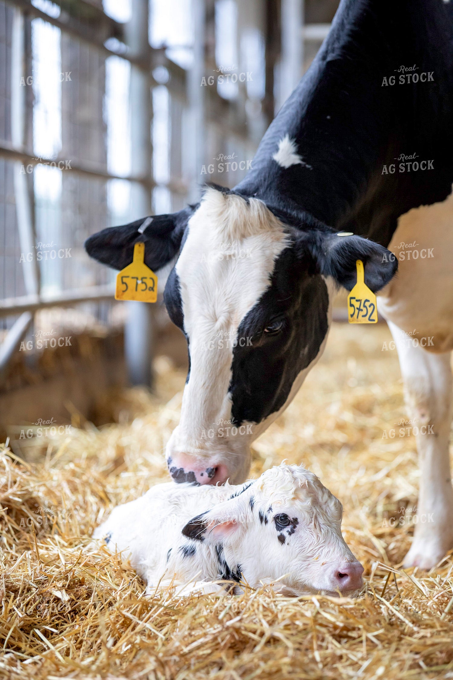 Holstein Cow and Calf 55264