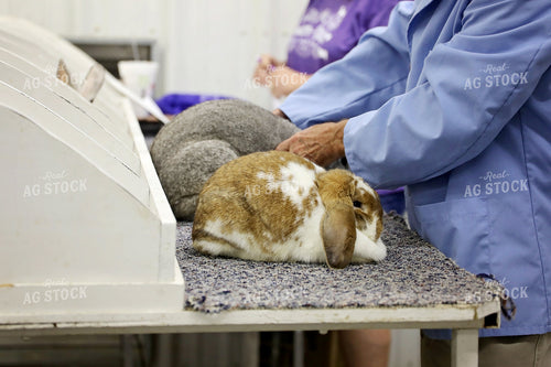 Rabbit Show at Fair 127127