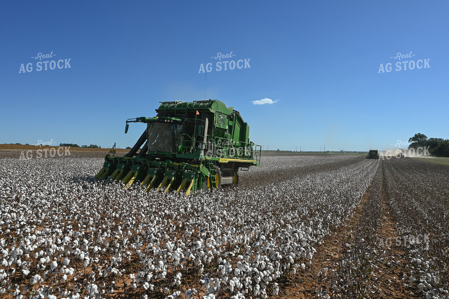 Cotton Harvest 149027