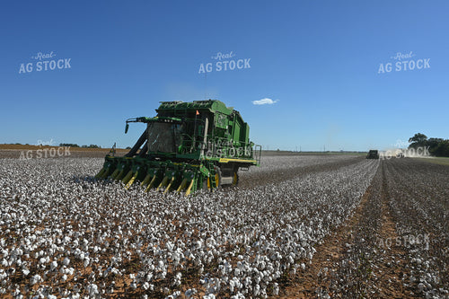 Cotton Harvest 149027