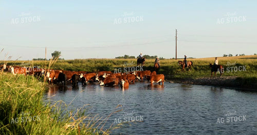 Ranchers Moving Cattle 6518