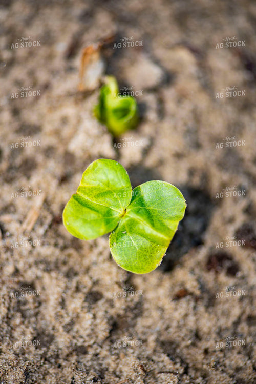 Cotton Seedling Produces First Leaves 136039