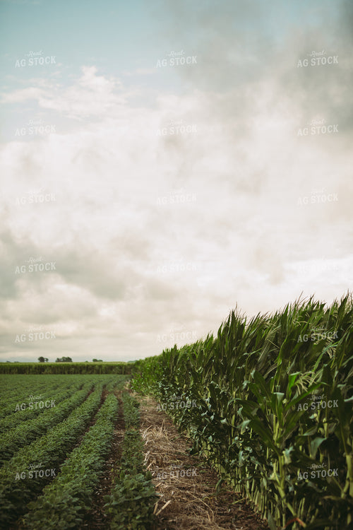 Green Corn and Soybean Field Border 6287