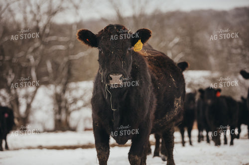 Angus Cattle in Snowy Pasture 3766