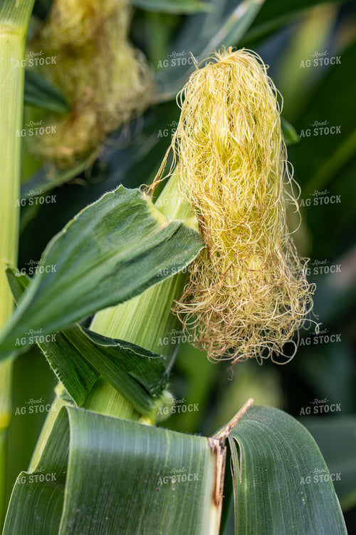 Corn Silks 65929