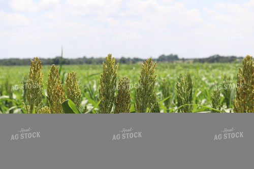 Flowering Sorghum 102026