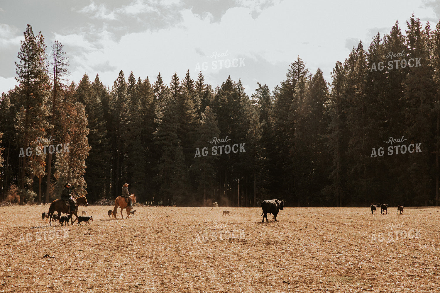 Ranchers on Horseback with Cattle 66073