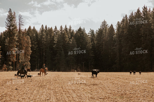 Ranchers on Horseback with Cattle 66073