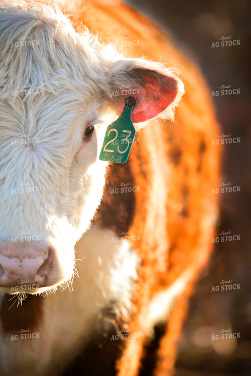 Hereford Cow Head 55136