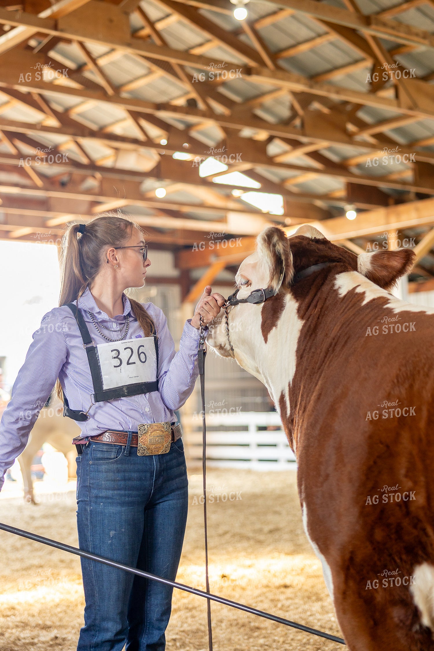 Showing Cattle 194063