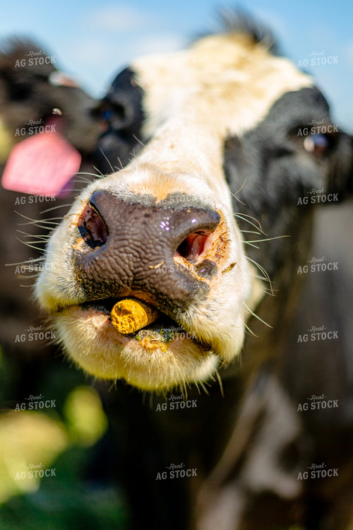 Handfeeding Cattle Pellets 155299