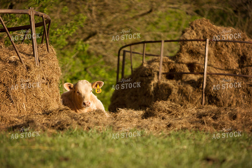 Calf - Charolais and Angus Cross 9