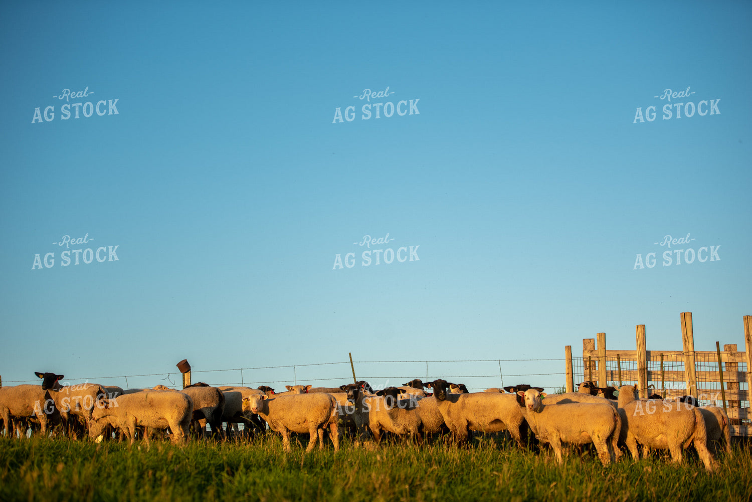 Flock of Sheep Grazing in Pasture 57003