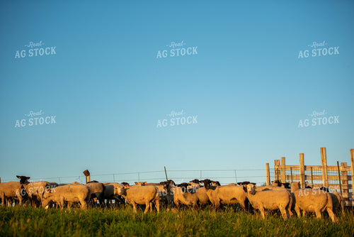 Flock of Sheep Grazing in Pasture 57003