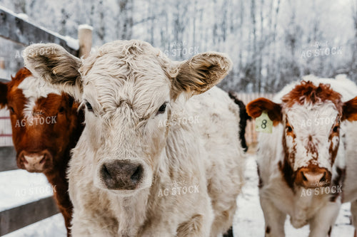 Cattle in Snowy Pen 64162