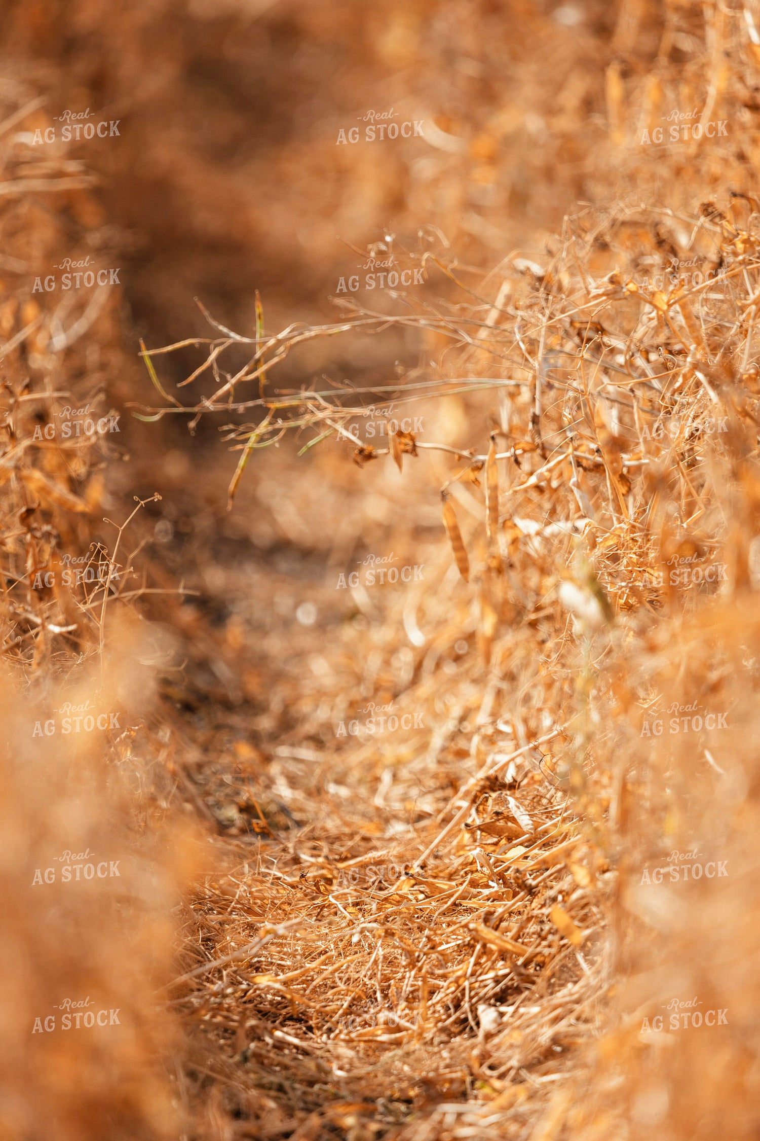 Dried Pea Field 187259