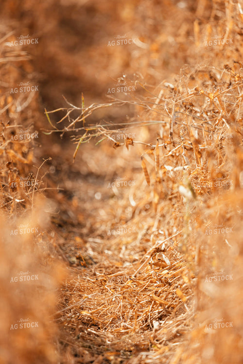 Dried Pea Field 187259
