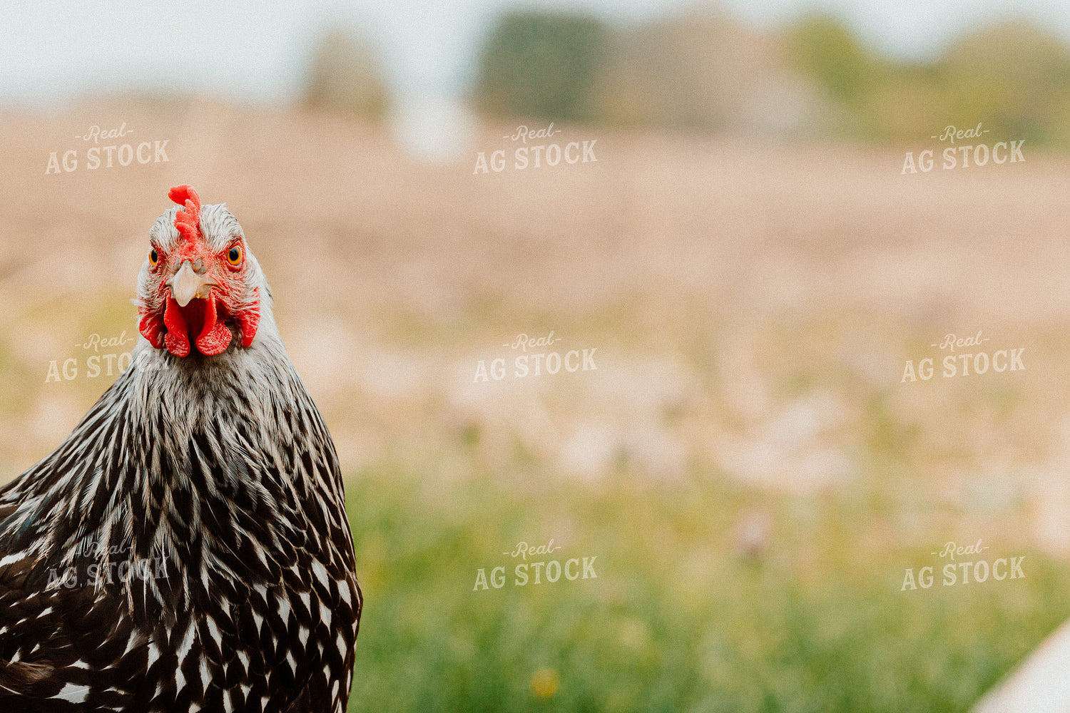 Pullet Laying Chicken 104072