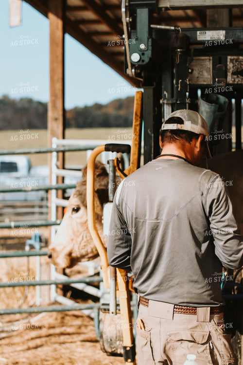 Farmer Working Cattle 220037