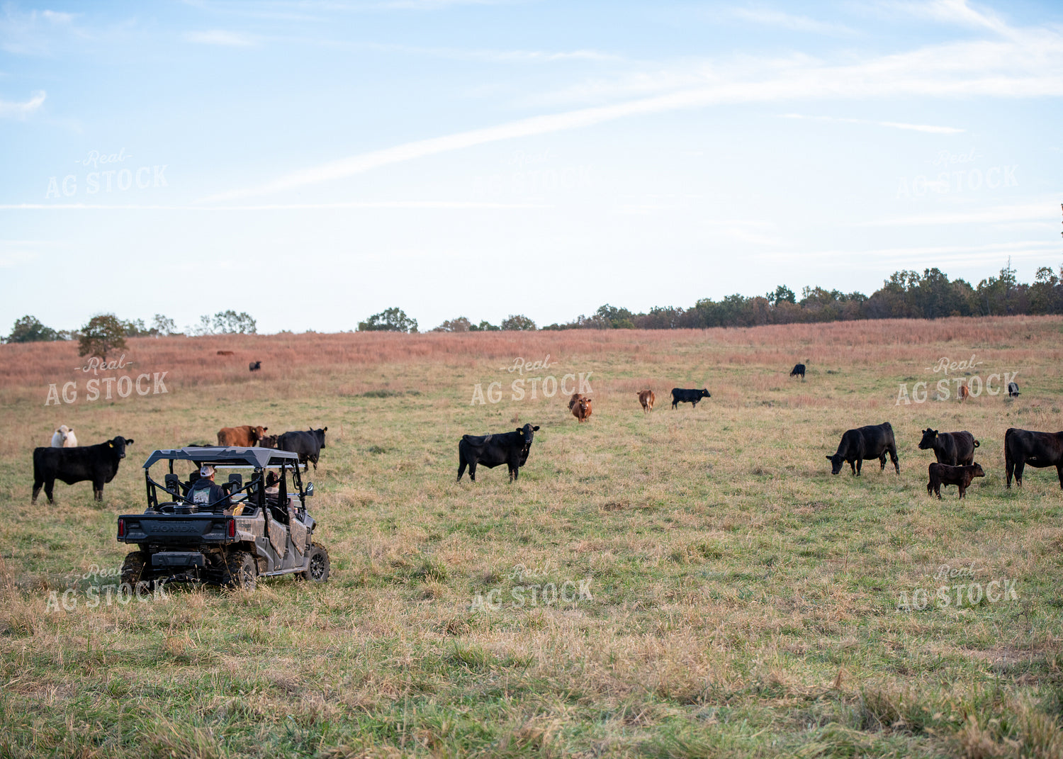 Checking Cattle 193057