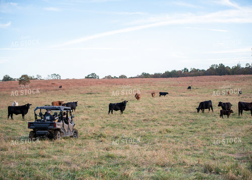 Checking Cattle 193057