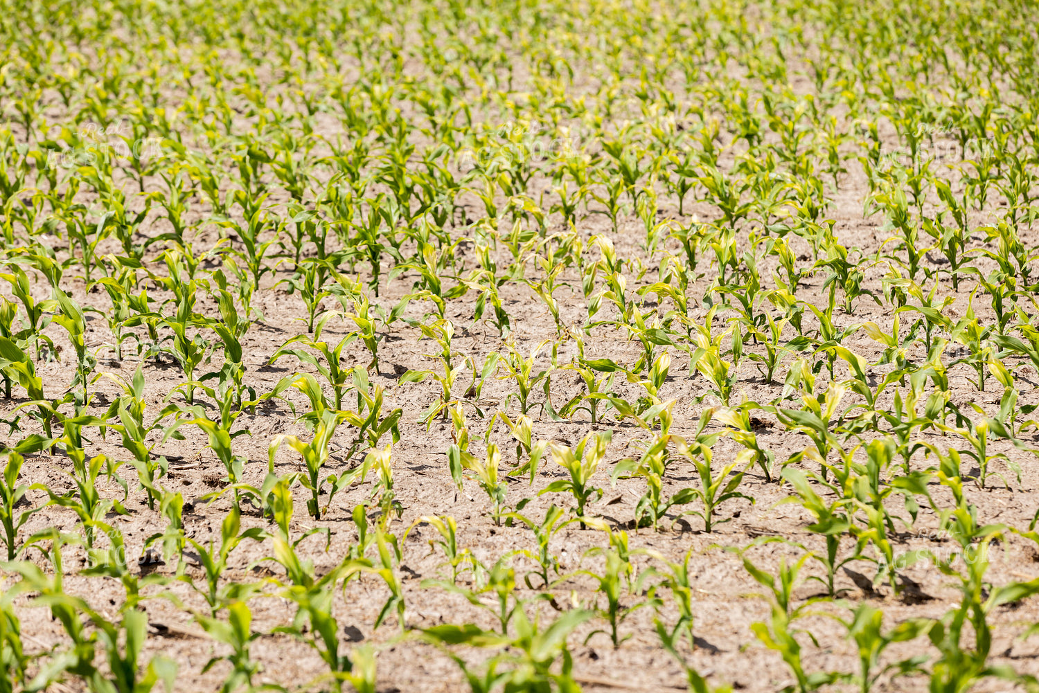 Early Growth Corn 178106