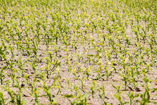 Early Growth Corn 178106
