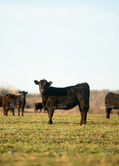 Cattle on Pasture 264047