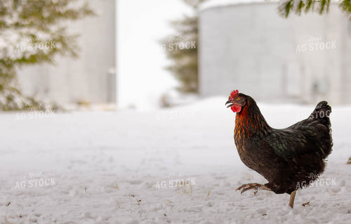 Chicken in Snow 289056