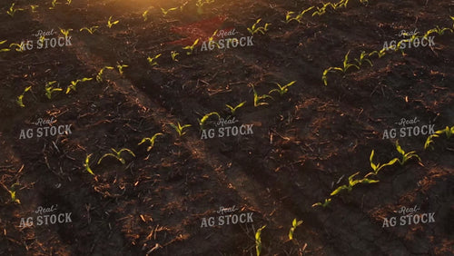 Corn Field Sunset Sunflare 2961