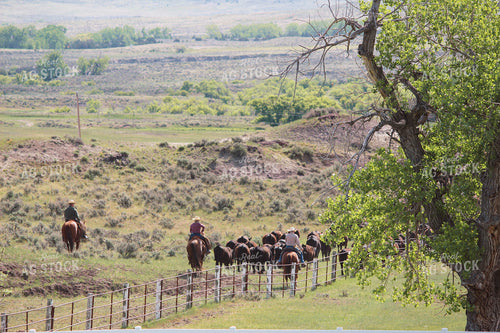Cattle Gather 63071