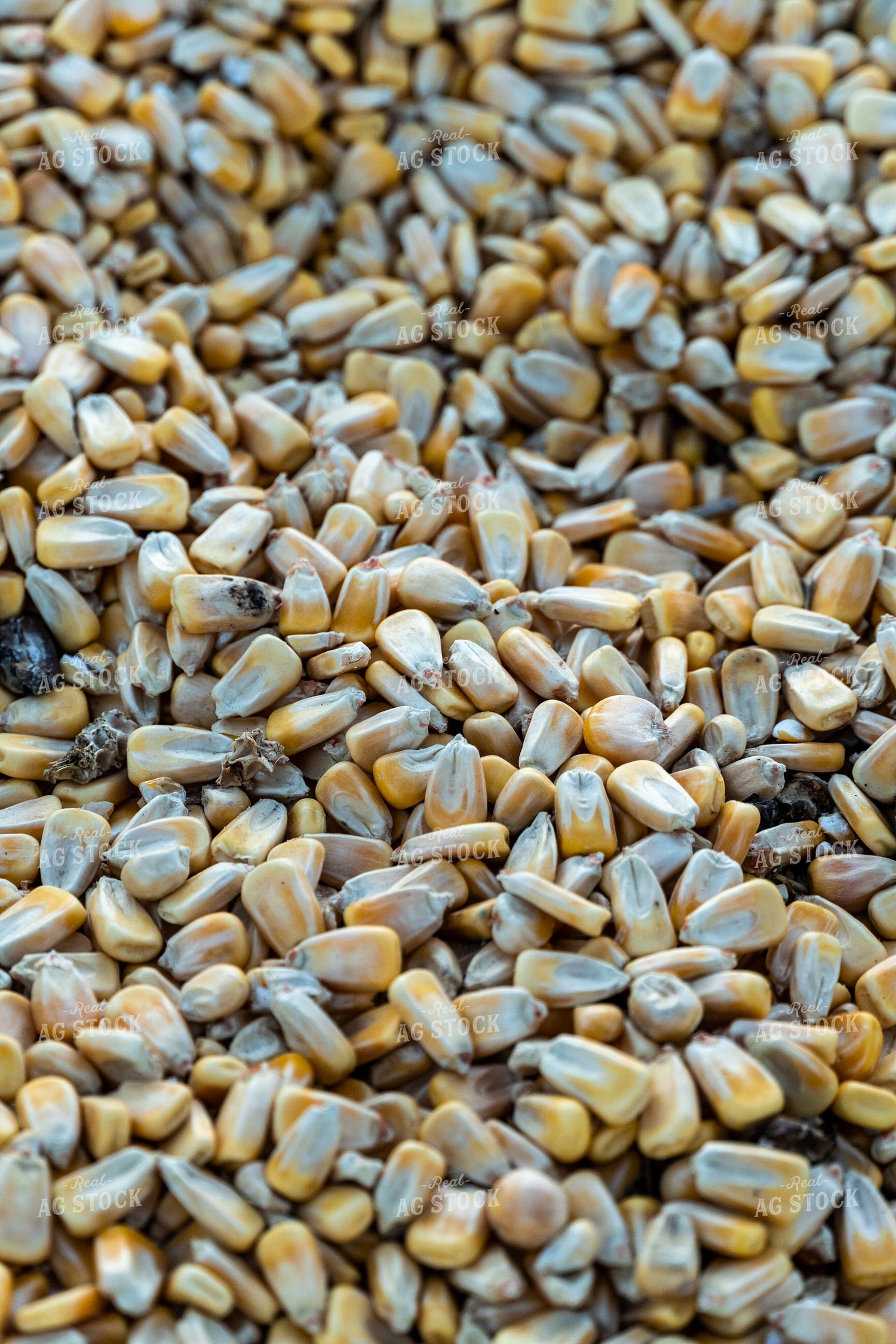 Harvested Corn Close Up 65528