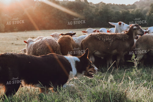Farm Dog Herding Sheep 220023