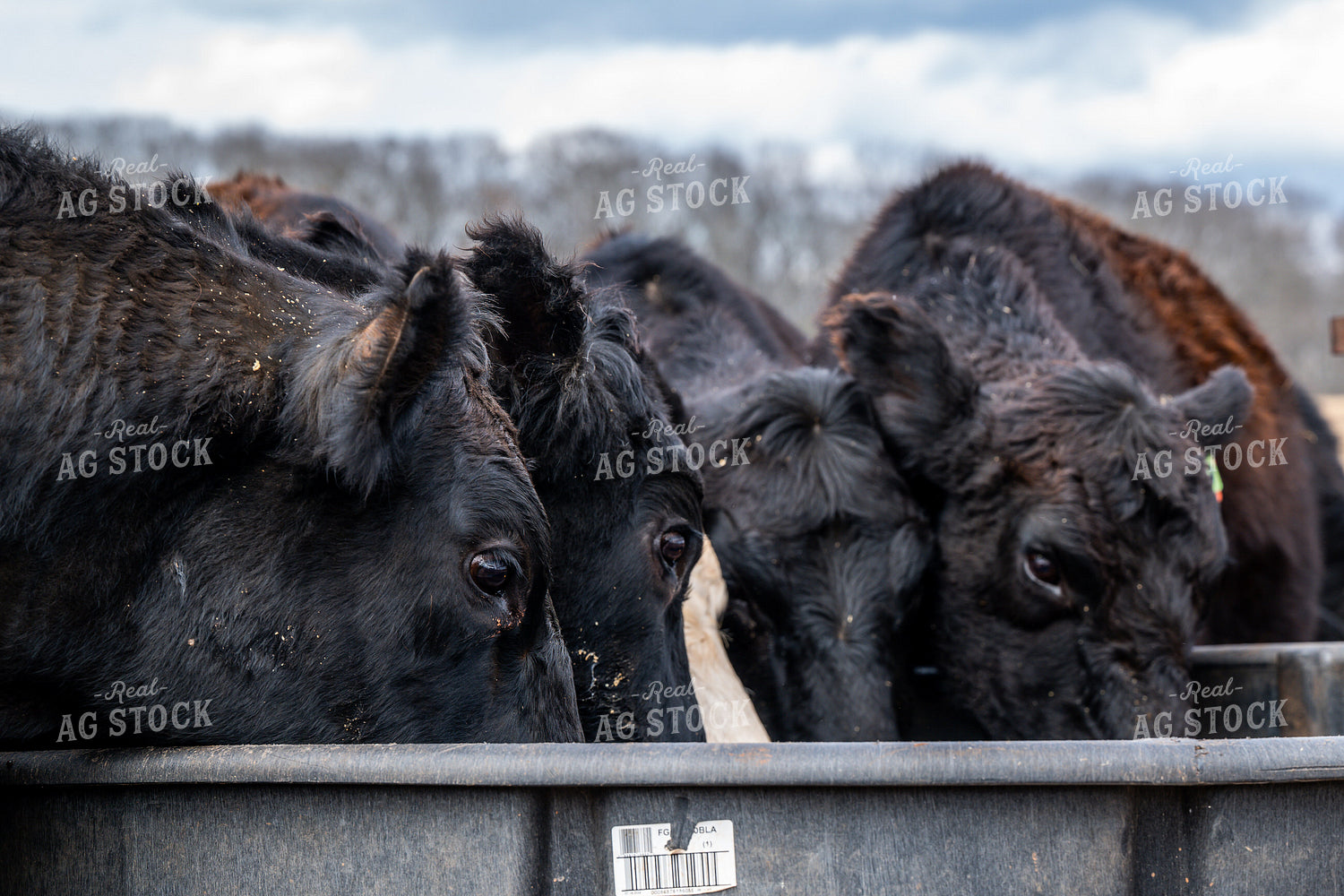 Cattle Drinking Water 192039