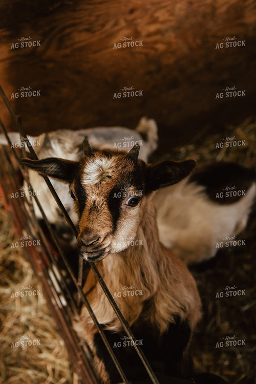 Goat 67668