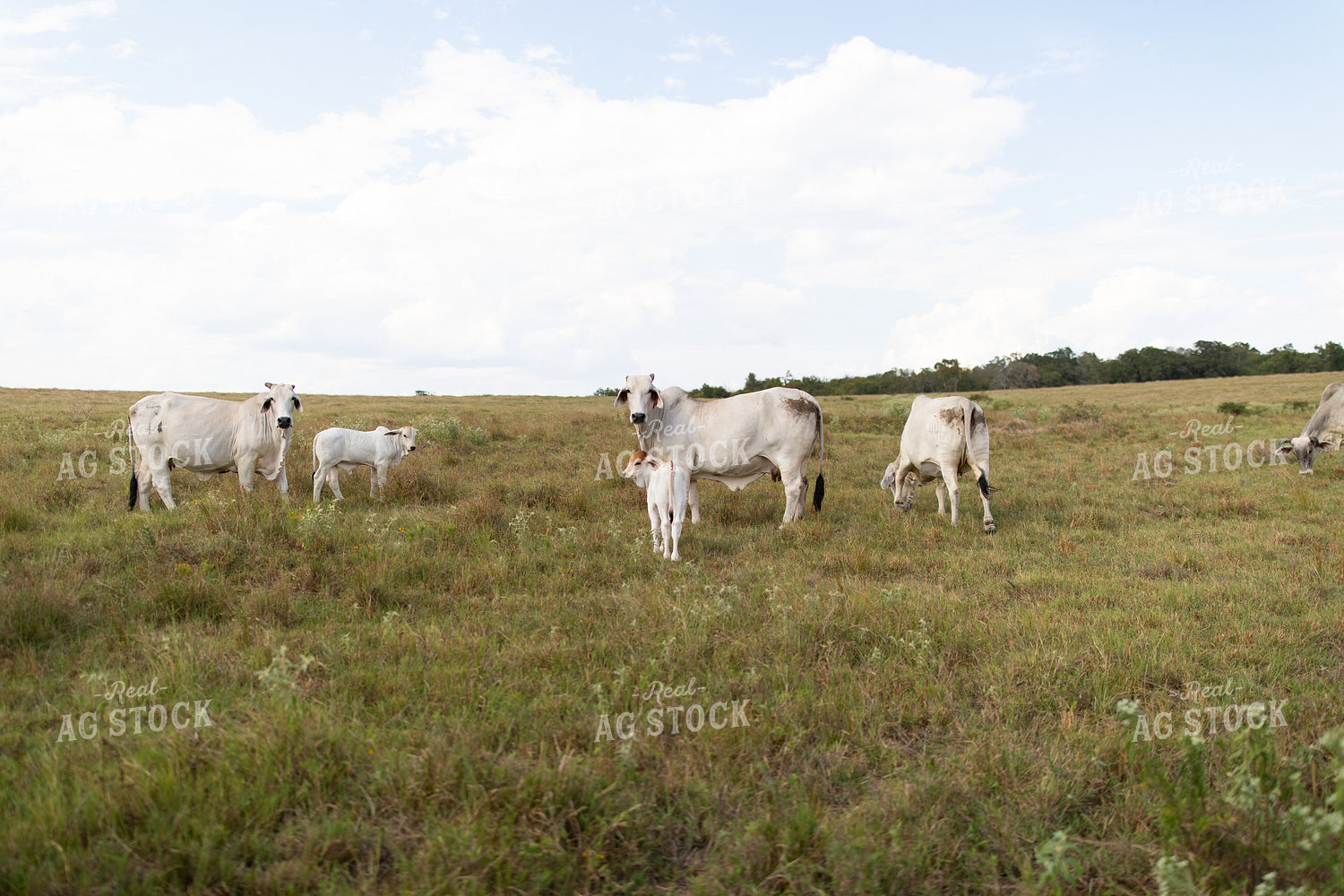 Brahman Cattle 203070