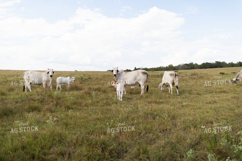 Brahman Cattle 203070