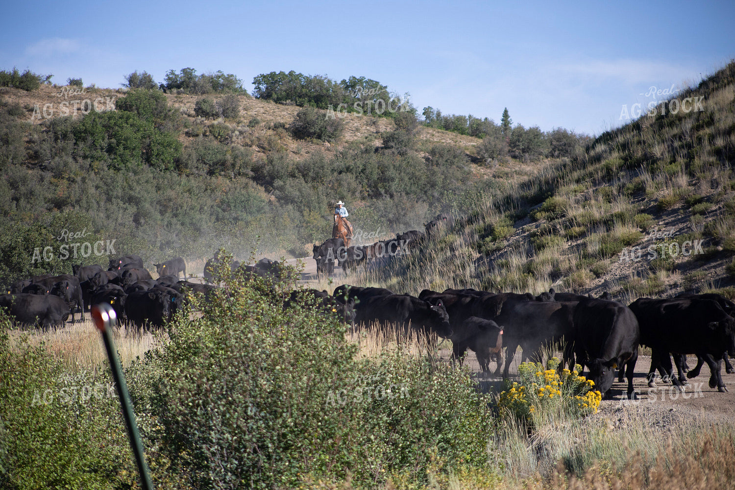 Cattle Drive 117357
