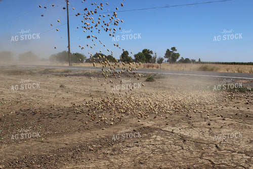 Harvesting Pecans 102144