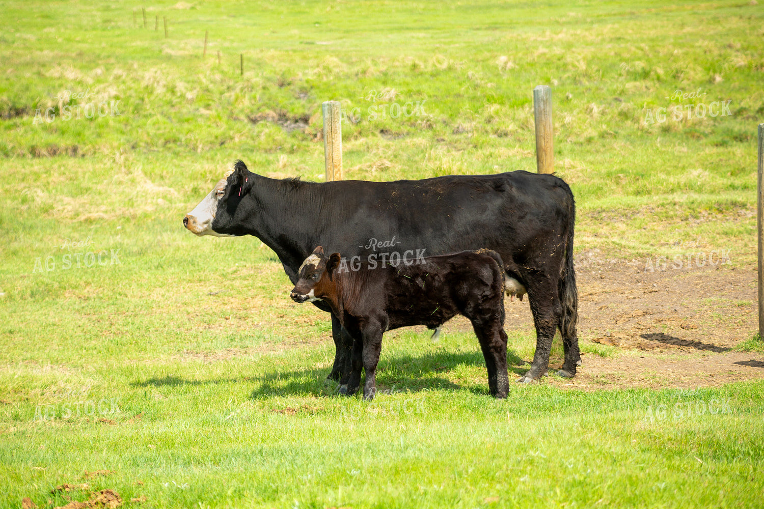 Angus Calf 155516