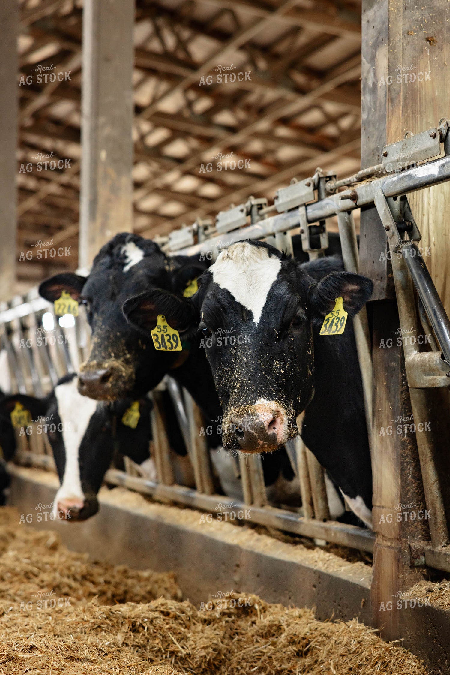 Holstein Cattle Eating in Barn 152396