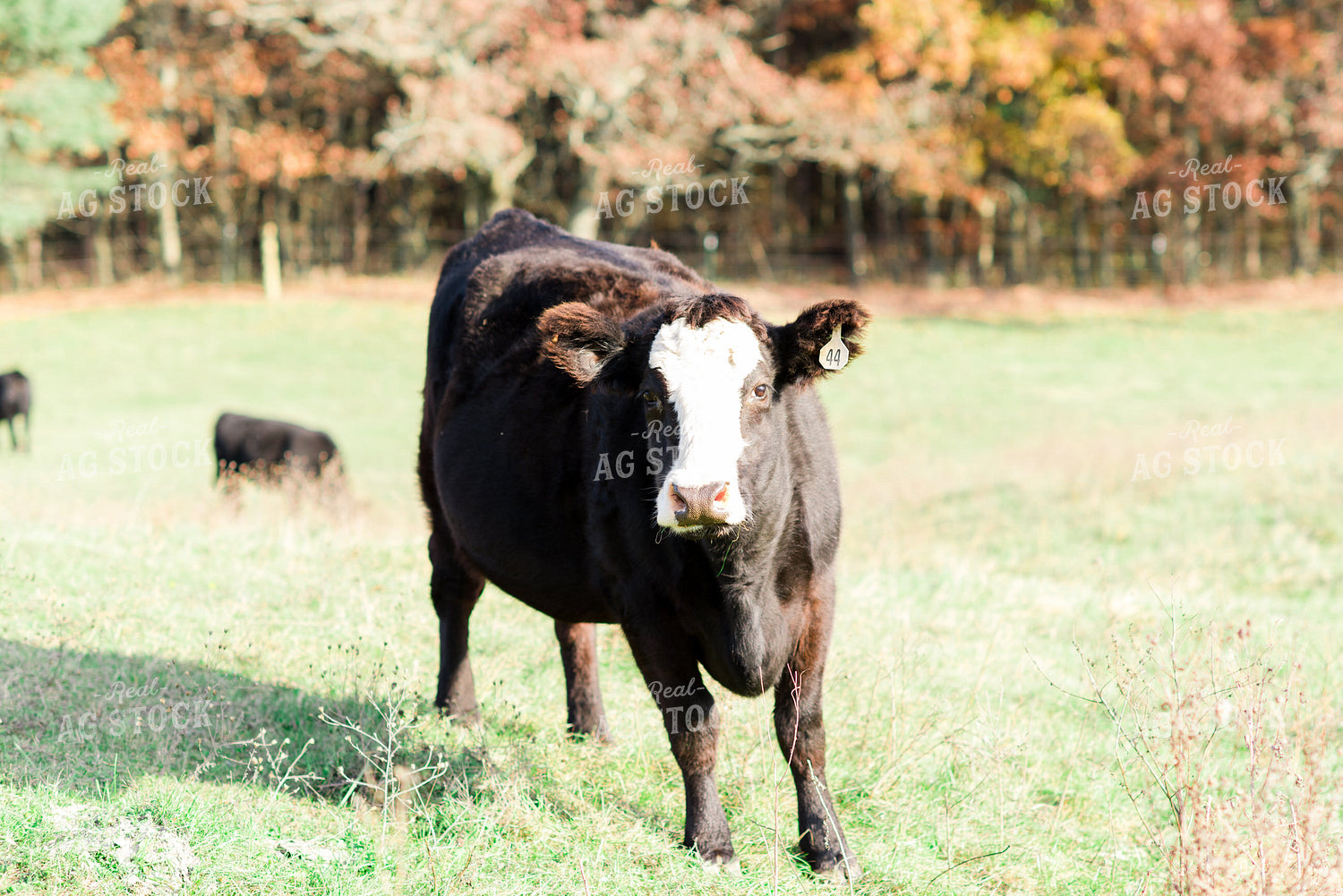 Angus Cow in Pasture 74014
