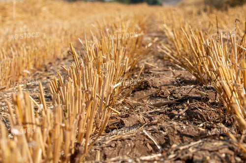 Wheat Stubble 157195