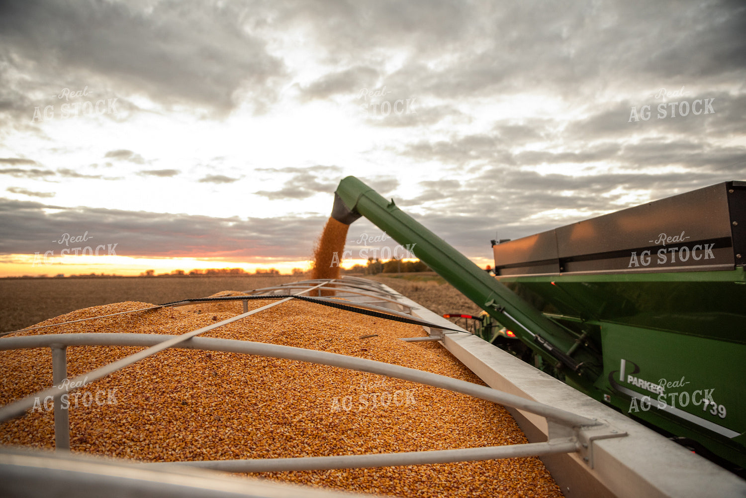 Harvested Corn 76569