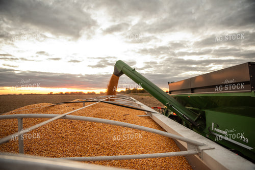 Harvested Corn 76569